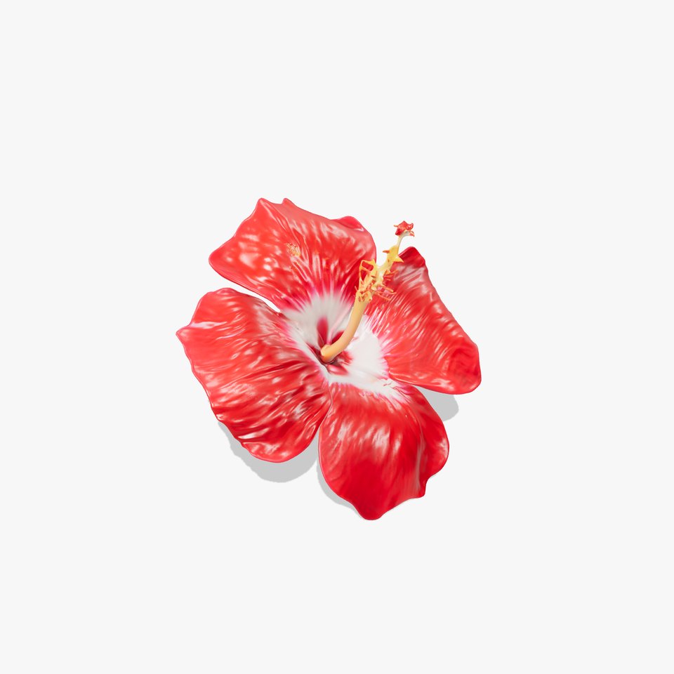 Realistic Hibiscus Flower D Model Pack